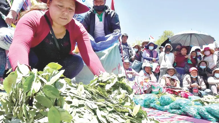 Las hojas de coca son la materia prima para la planta industrializadora./  APG
