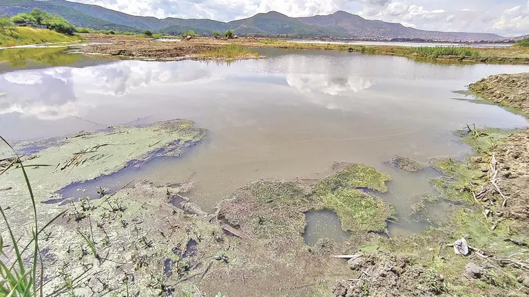 Algas en una de las orillas de la laguna Alalay./ DICO SOLÍS