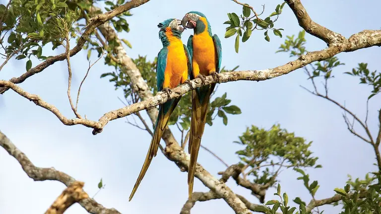 La paraba Barba Azul es una especie que se encuentra En Peligro Cr&iacute;tico. /  CORTES&Iacute;A ARMON&Iacute;A