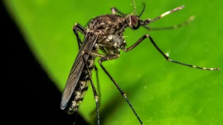 FOTO: El vector Culex, el mosquito transmisor del virus Oropouche (&Oacute;ROV). RRSS