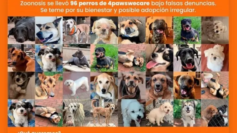 El refugio 4 Paws We Care ha convocado a toda la ciudan&iacute;a a una concentraci&oacute;n masiva a realzarse ma&ntilde;ana viernes, 19 de abril, en la plaza 14 de Septiembre desde las 18:00. RRSS