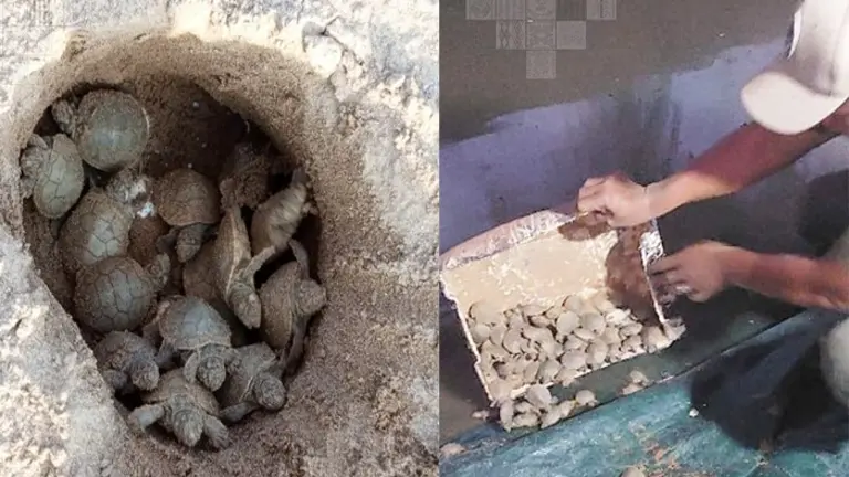 Tortugas que nacieron en playa artificial. SERNAP