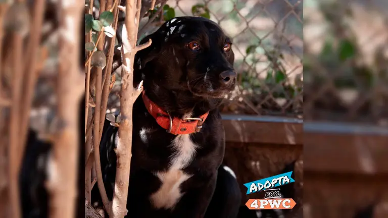 Un can que vive en el refugio. 4 Paws we Care