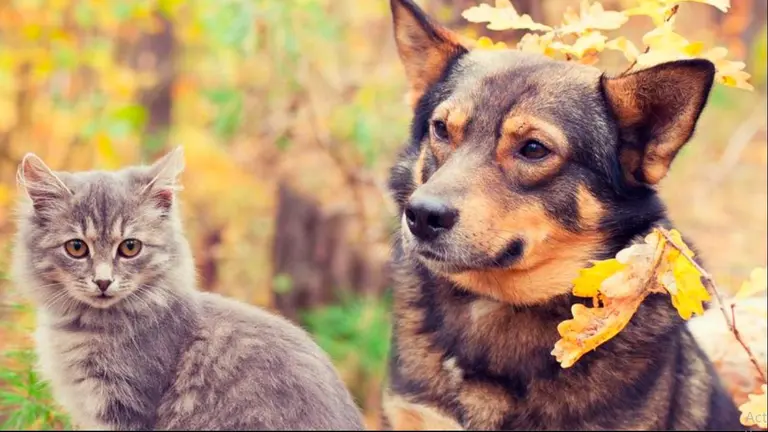 / PETS.COM