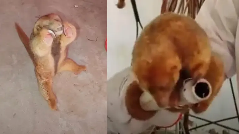 El ejemplar de oso oro que fue hallado en Beni. Captura
