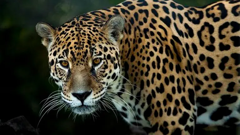 Una imagen referencial de un jaguar. Sputnik Mundo