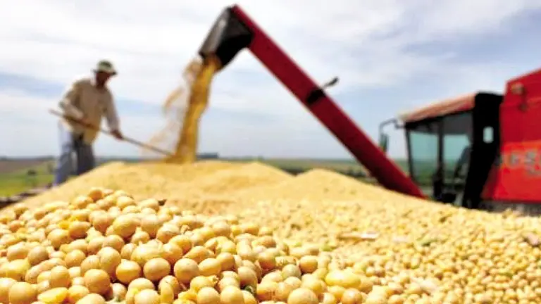 Producci&oacute;n agropecuaria de soya en Santa Cruz./ BIO