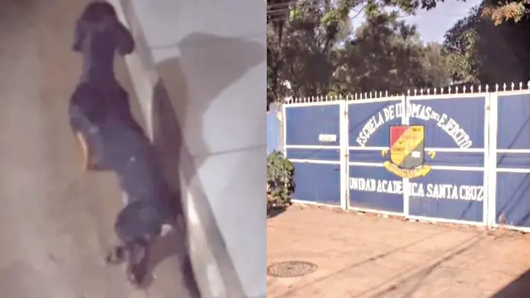 Joni, el perro herido de bala en Santa Cruz./ RED UNO