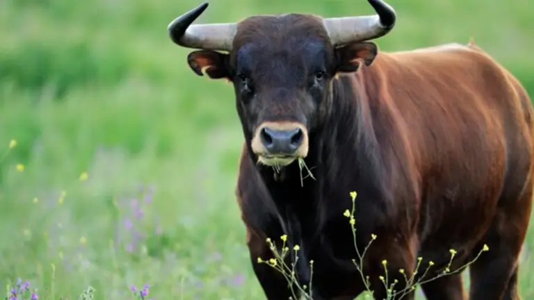 Fotograf&iacute;a de un toro en un campo./  LASVENTASTOUR