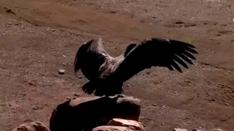 Pacha, la c&oacute;ndor andino rescatad fue liberada hoy en La Paz. CAPTURA DE VIDEO BTV