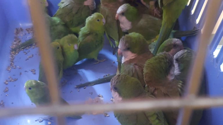Encuentran 43 loros en una flota. FISCAL&Iacute;A