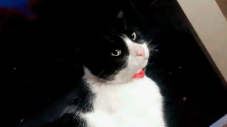 Una imagen del gato Vampiro. Foto El Relato