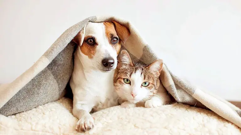 Las bajas temperaturas no solo afectan a las personas sino también a los animales./ GETTY