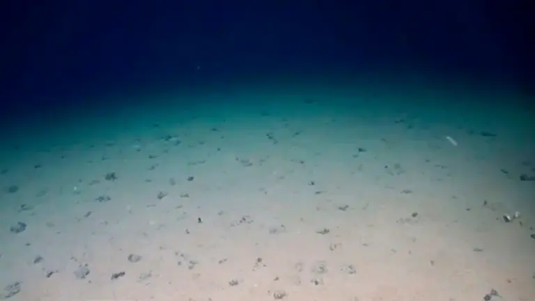 Los n&oacute;dulos met&aacute;licos del tama&ntilde;o de una papa parecen rocas y est&aacute;n esparcidos en el fondo marino./ TOMADA DE BBC