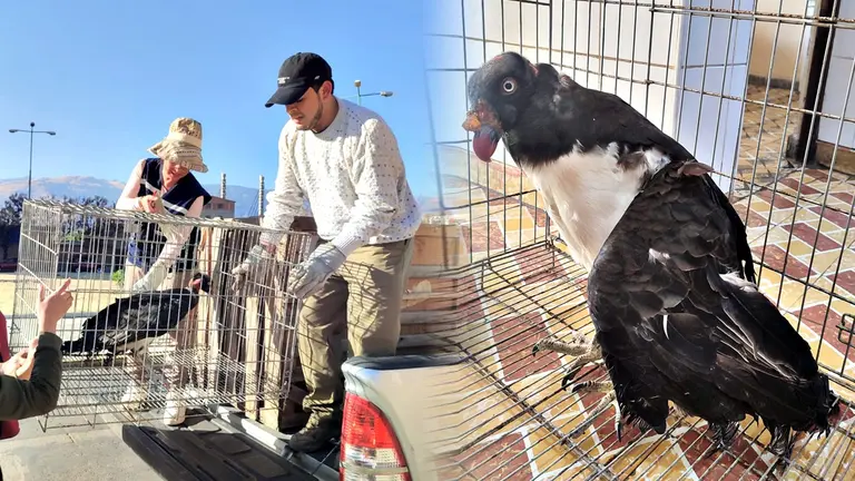 El c&oacute;ndor blanco rescatado hace nueve d&iacute;as en el municipio de Entre R&iacute;os. GOBERNACI&Oacute;N DE COCHABAMBA