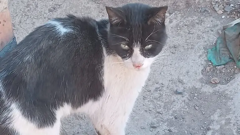 Imagen de Vampiro cuando fue rescatado en Llavini. CORTES&Iacute;A