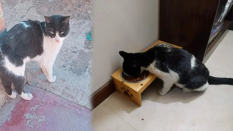 El gato Vampiro. CORTES&Iacute;A