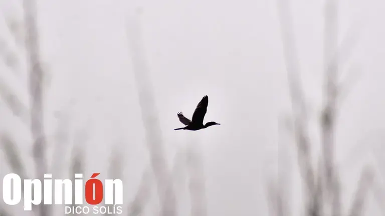 Un ave vuela en medio de la contaminación. / DICO SOLÍS