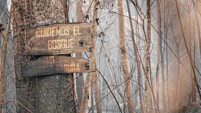 &Aacute;rboles completamente consumidos por el fuego, en Santa Cruz./ APG