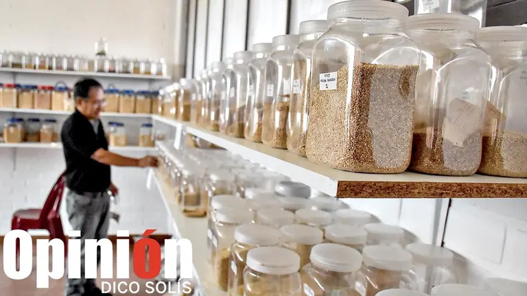 Variedades de quinua almacenadas en el Centro de biotecnolog&iacute;a y Nanotecnolog&iacute;a" de la UMSS (CByN). / DICO SOL&Iacute;S