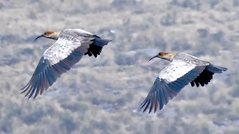 Aves en pleno vuelo en las alturas de Tiquipaya./ DICO SOLÍS