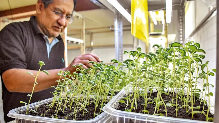 Plantines de papa &lsquo;100% sanas&rsquo; tras superar el proceso in vitro./ DICO SOLÍS