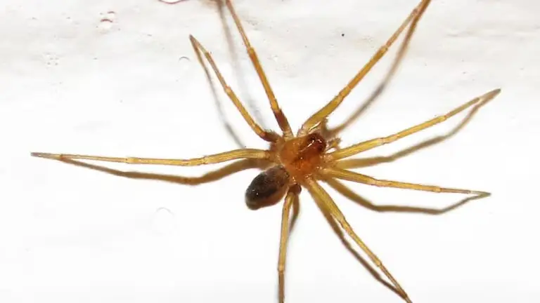 La ara&ntilde;a de rinc&oacute;n (Loxosceles laeta). LA TERCERA