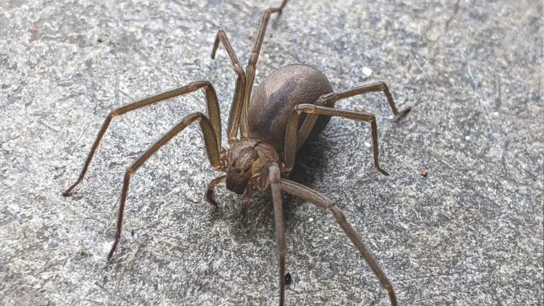 Imagen referencial de un ar&aacute;cnido loxosceles. / ANIMALIA.BIO