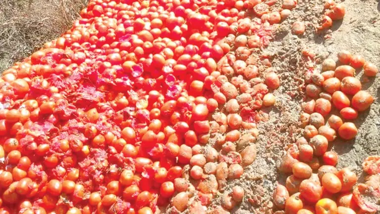 Tomates que quedaron en medio viaje./ ALCALD&Iacute;A DE OMEREQUE