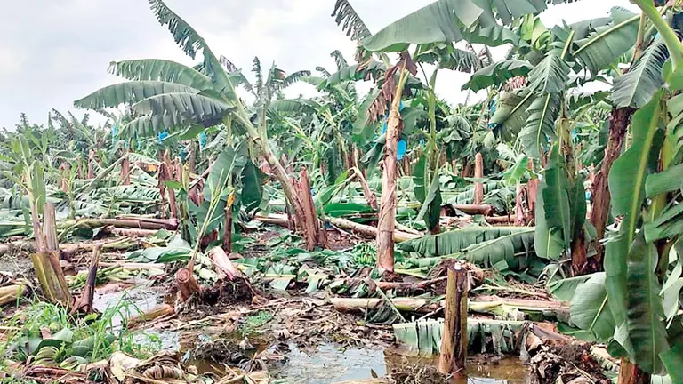 Vientos huracanados afectan plantaciones de banano de exportaci&oacute;n en Chimor&eacute;./ ABI