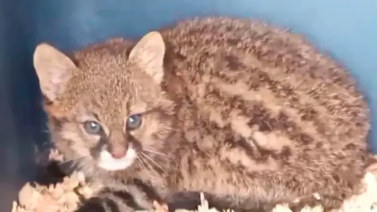 El felino encontrado en Beni. TOMADA DE ERBOL