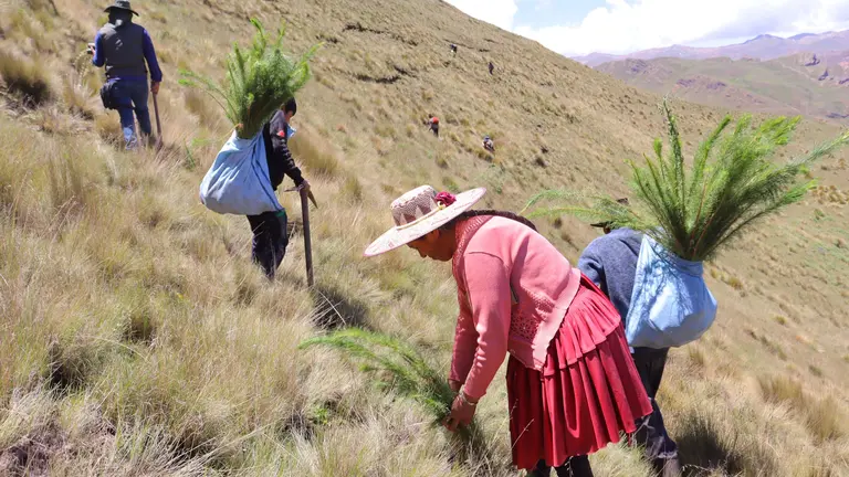 La forestaci&oacute;n en el Parque Tunari, en jurisdicci&oacute;n de Morochata. LUIS MAMANI