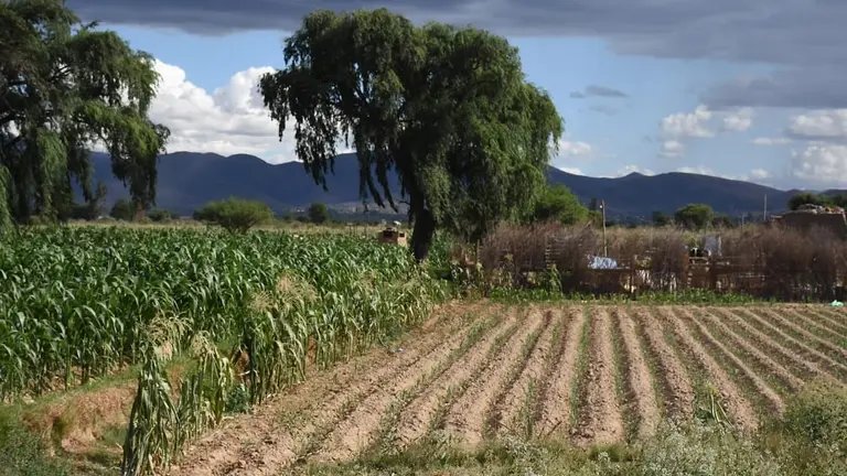 Cultivos en el departamento de Cochabamba. DICO SOL&Iacute;S