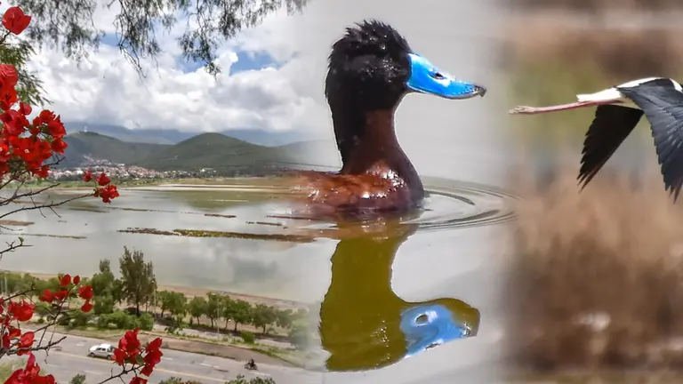 Aves en la laguna Alalay, tras las lluvias reportadas en la Llajta. DICO SOL&Iacute;S