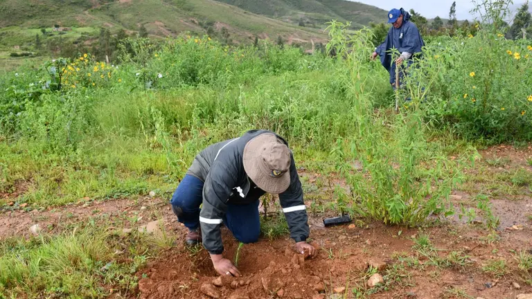 La campa&ntilde;a de reforestaci&oacute;n en Totora, este 25 de enero. GOBERNACI&Oacute;N