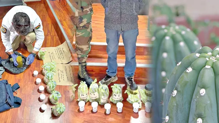 La FELCN exhibe frascos con sustancia extraída del cactus San Pedro./ FELCN