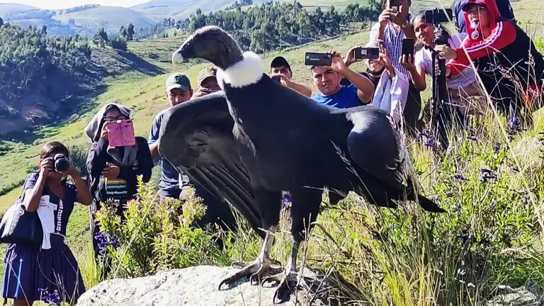 Un c&oacute;ndor durante su liberaci&oacute;n. GOBERNACI&Oacute;N DE COCHABAMBA