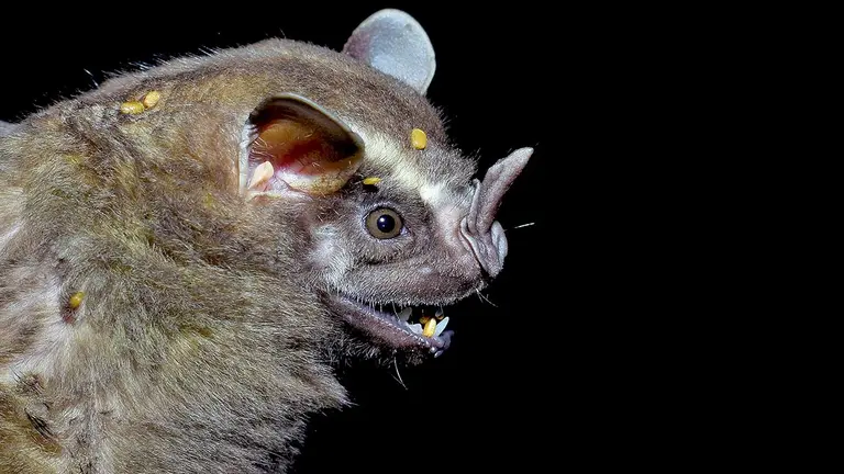 Murciélago que es parte del estudio sobre el rol de estos animales  en la restauración del bosque chiquitano./ MONGABAY&thinsp;- KATHRIN BARBOZA LUIS ACOSTA