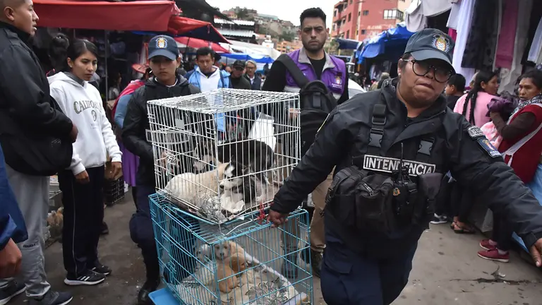 Contundente operativo: rescatan a gatos y perros comercializados en La Pampa./ DICO SOL&Iacute;S