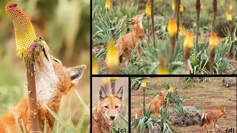 El lobo etíope (Canis simensis) es un depredador altamente especializado en la caza de roedores en las montañas afroalpinas de Etiopía./ MUY INTERESANTE