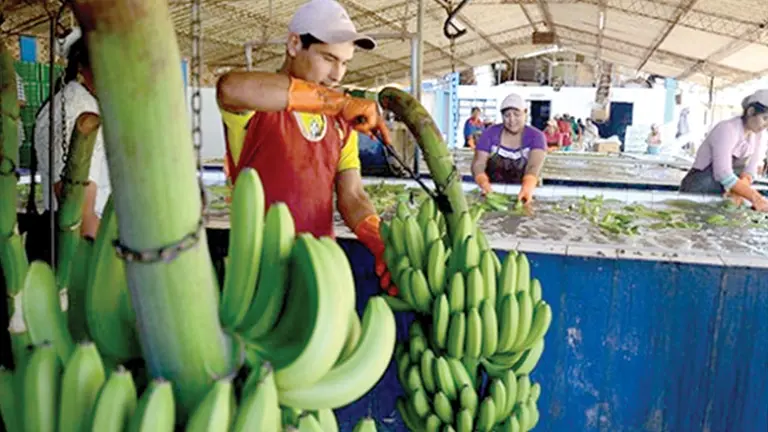 Productores lavan pl&aacute;tanos de exportaci&oacute;n./ ARCHIVO
