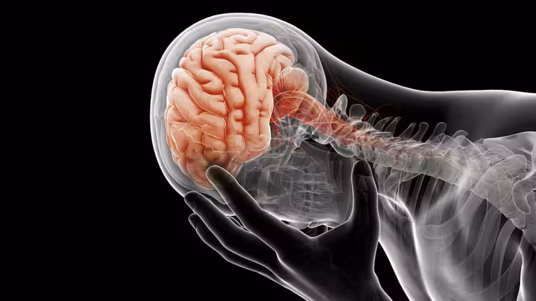 Existen tres puntos de transici&oacute;n principales en el proceso de envejecimiento cerebral. INFOBAE