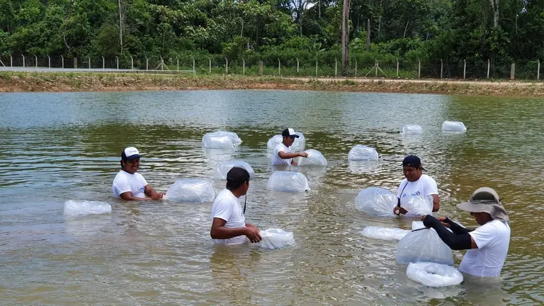 Un estanque pisc&iacute;cola. EMAPA