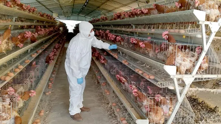 Controles que realiza el Senasag en granjas avícolas de Chuquisaca./ RPOs