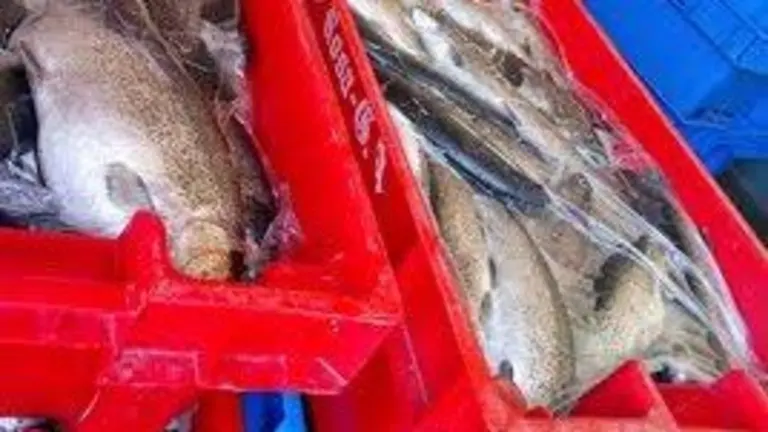 Parte de la trucha decomisada en el lago Titicaca. ARMADA BOLIVIANA