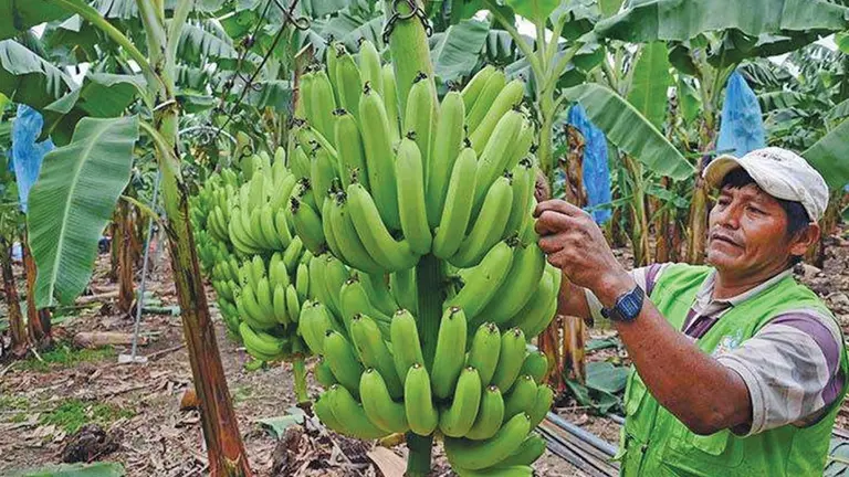 Imagen referencial de producci&oacute;n de banano en el Tr&oacute;pico./ ARCHIVO