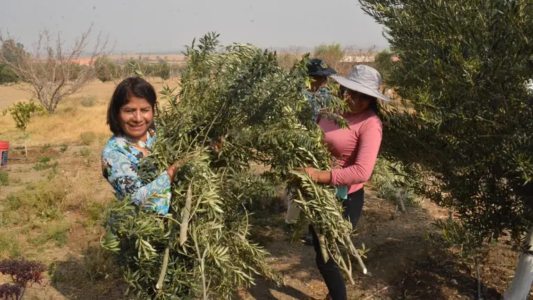 La producci&oacute;n de olivo en Cochabamba. GOBERNACI&Oacute;N