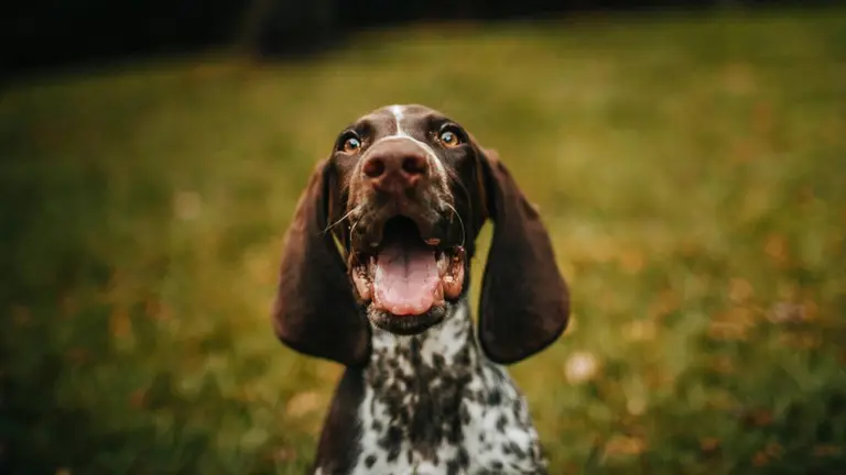 Un can, en ocasi&oacute;n del D&iacute;a Mundial del Perro celebrado cada 21 de julio. PEXELS