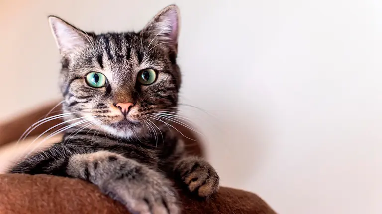 Imagen referencial de un gato. PIXABAY