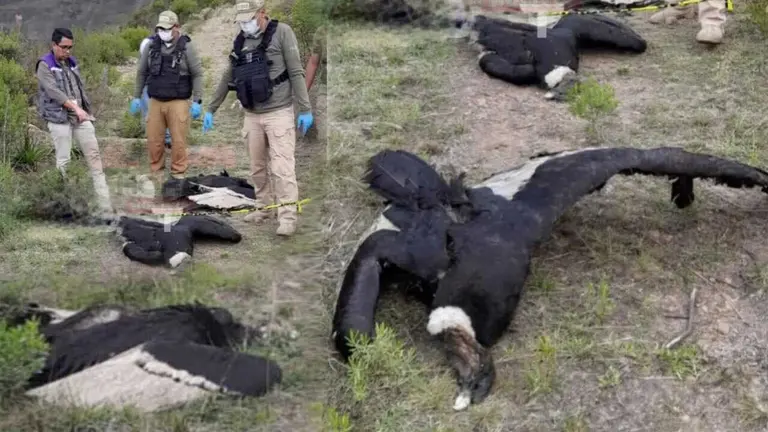 Los cuatro c&oacute;ndores encontrados muertos por comunarios de la localidad de Tuini Chico en la serran&iacute;a del municipio de Morochata. RRSS